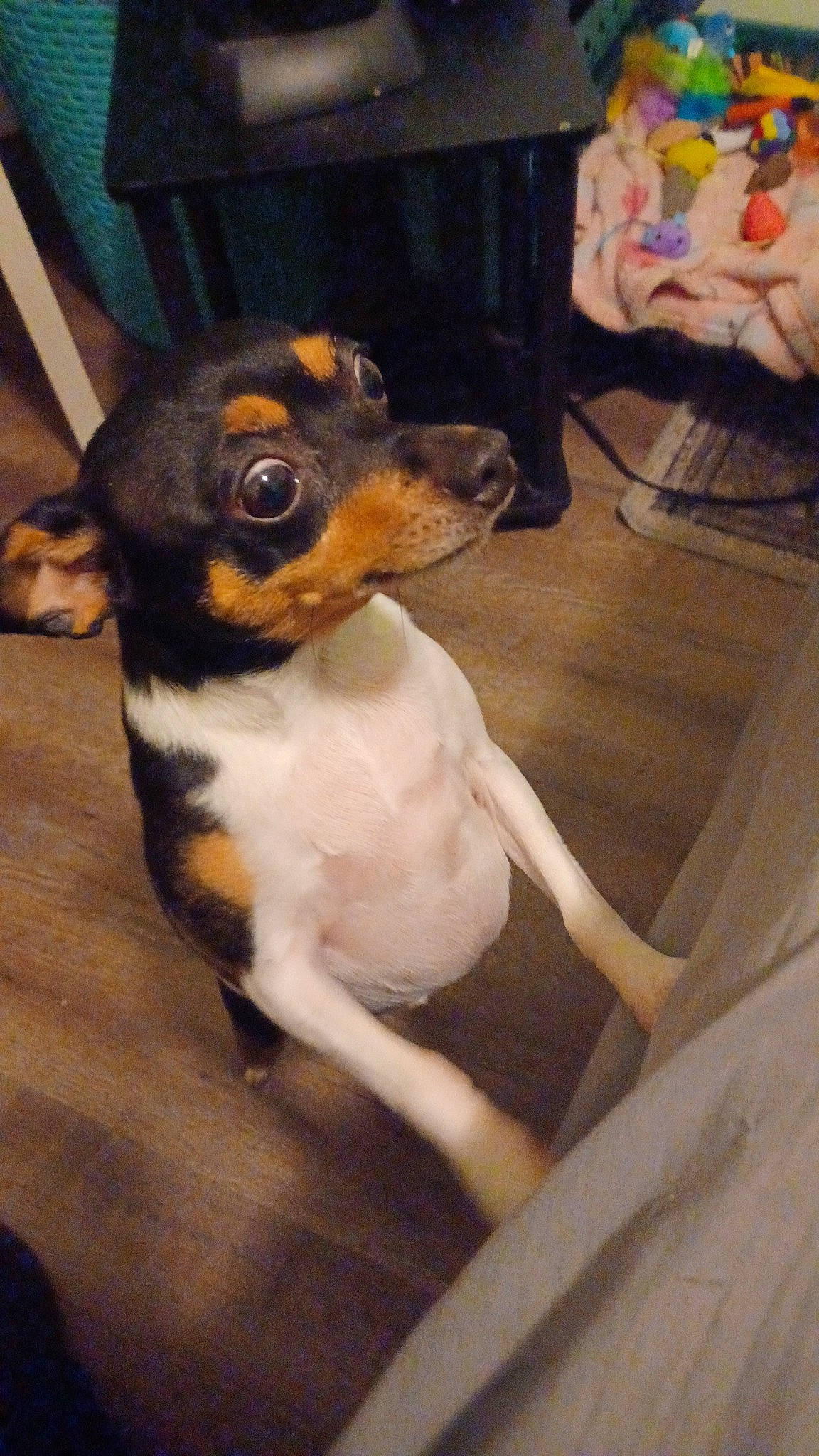 Petie is registered to the contest to win money with this photo: canidae, carnivore, chair, companion_dog, dog, dog_breed, fawn, fur, hardwood, snout, sporting_group, terrestrial_animal, toy, toy_dog, whiskers, working_animal