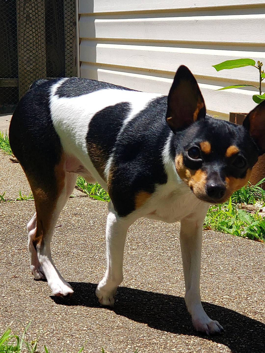 Petie is registered to the contest to win money with this photo: carnivore, companion_dog, dog, dog_breed, grass, plant, sporting_group, terrestrial_animal, working_dog