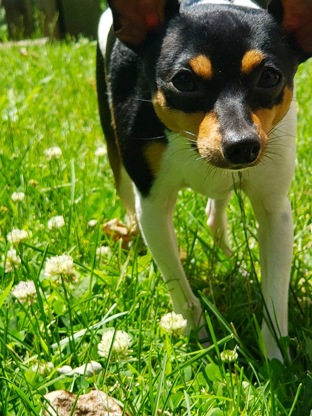 Petie joined the competition — help win amazing prizes! carnivore, companion_dog, dog, dog_breed, flower, grass, grassland, green, groundcover, happy, herbaceous_plant, pasture, people_in_nature, plant, prairie, snout, terrestrial_animal, toy_dog, whiskers, working_animal