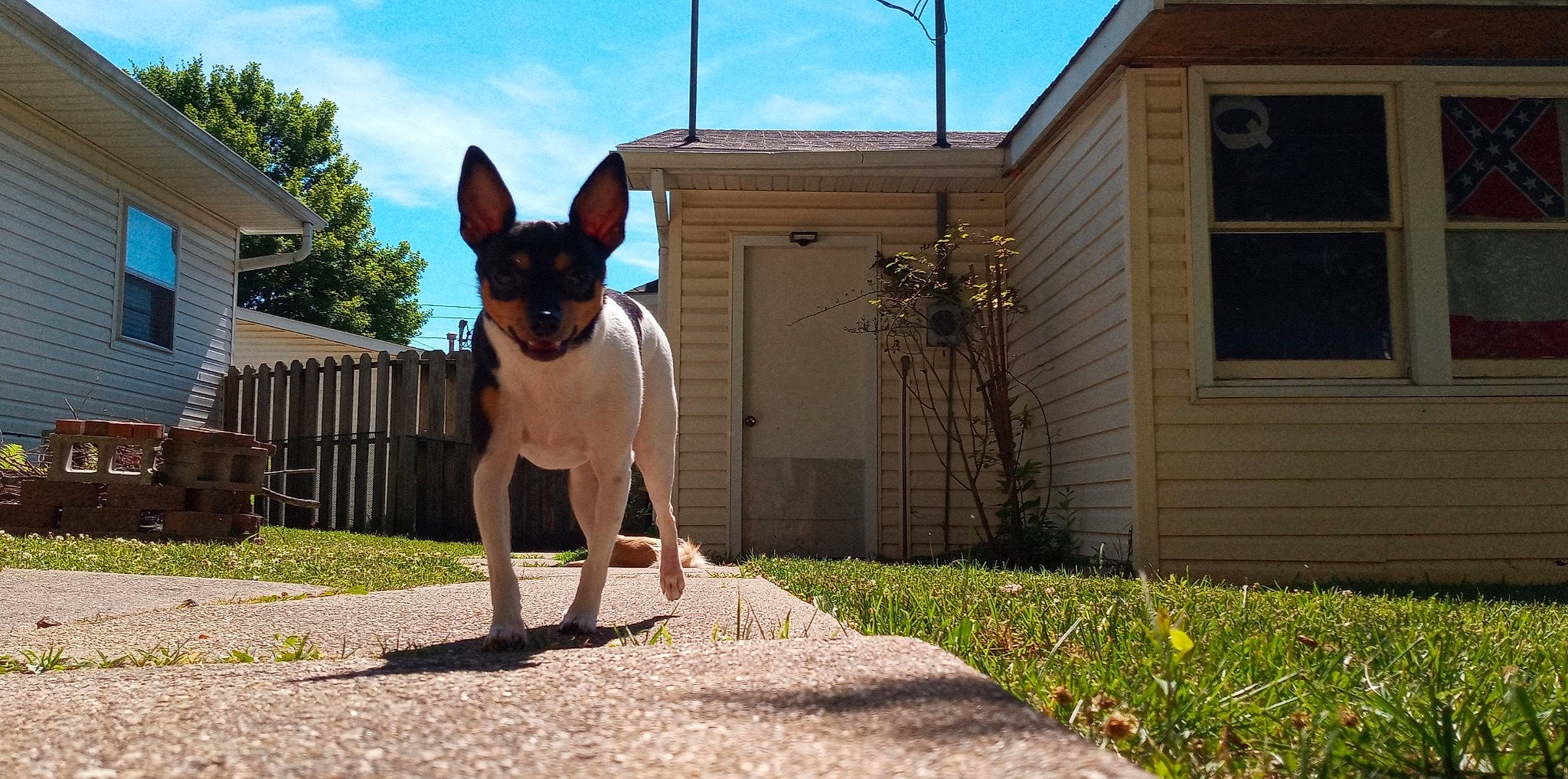 Petie joined the competition — help win amazing prizes! art, building, carnivore, cloud, companion_dog, dog, dog_breed, dog_supply, door, fawn, grass, house, plant, sky, snout, sporting_group, tail, tree, window, working_animal