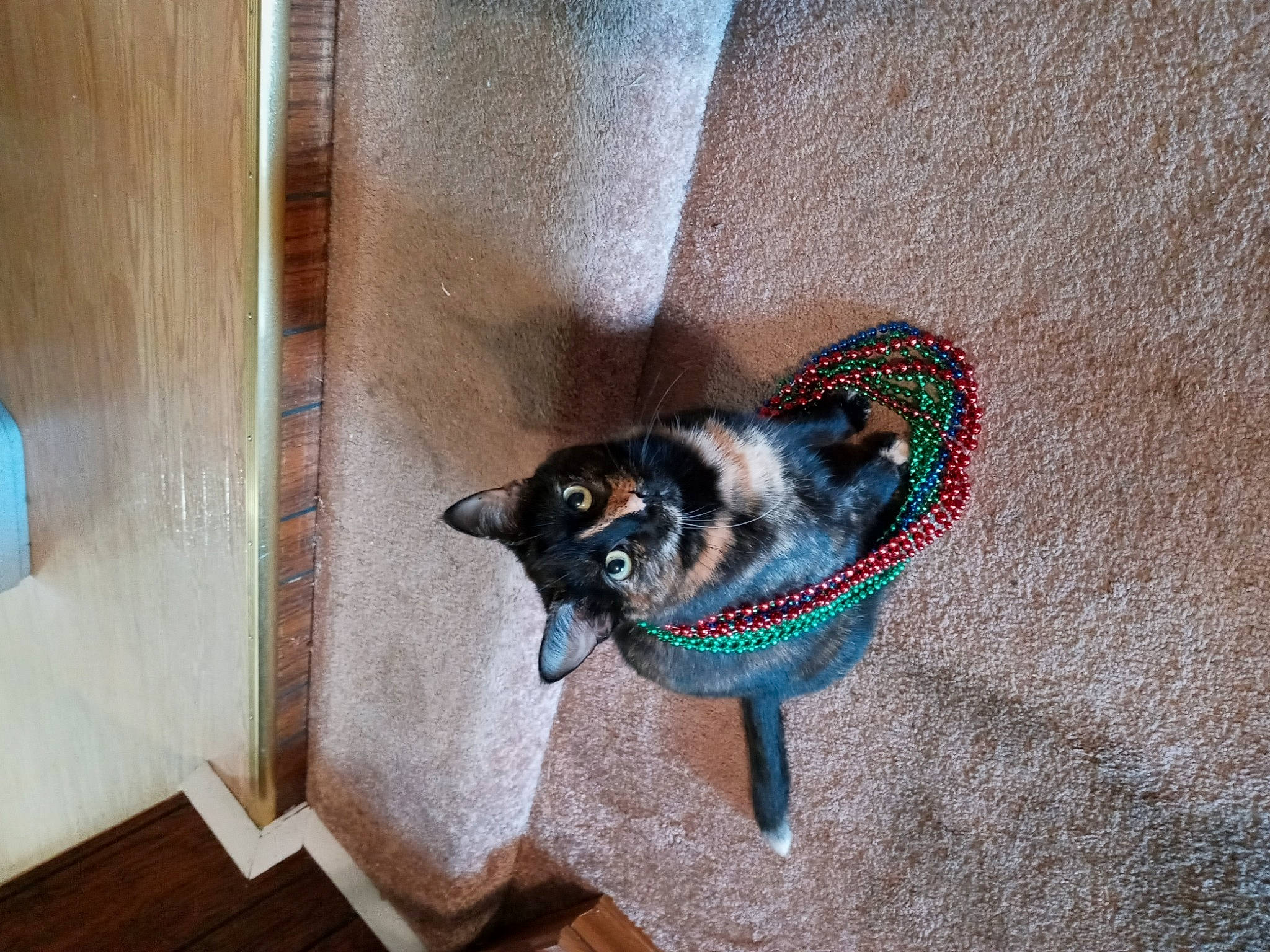 Bell joined the competition — help win amazing prizes! canidae, carnivore, cat, cat_supply, dog_breed, dog_supply, domestic_short_haired_cat, electric_blue, felidae, floor, flooring, fur, hardwood, pet_supply, small_to_medium_sized_cats, snout, sporting_group, tail, whiskers, wood