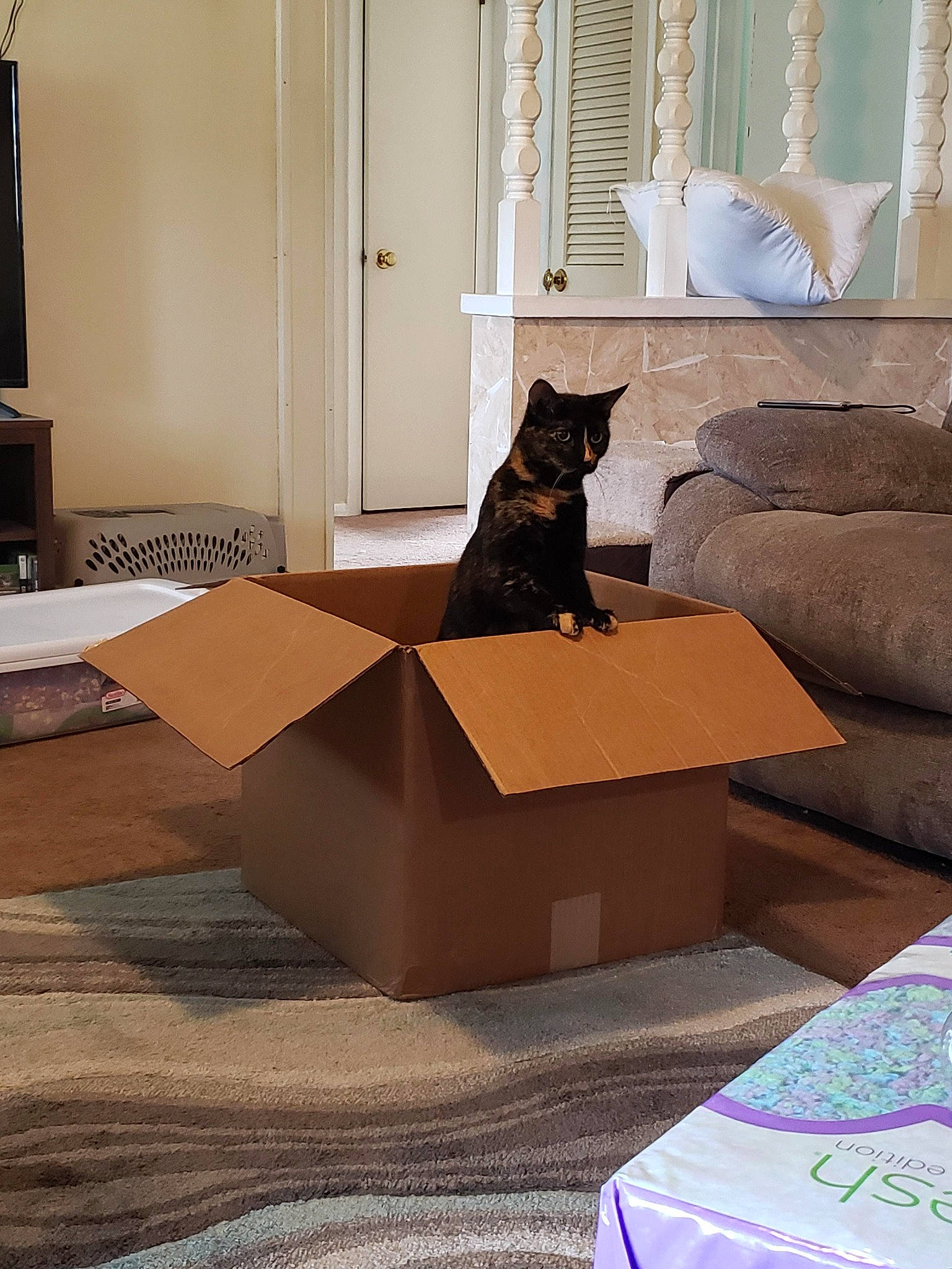 Bell joined the competition — help win amazing prizes! brown, carnivore, cat, comfort, couch, door, felidae, floor, flooring, grey, hardwood, interior_design, laminate_flooring, living_room, mammal, small_to_medium_sized_cats, vertebrate, whiskers, window, wood