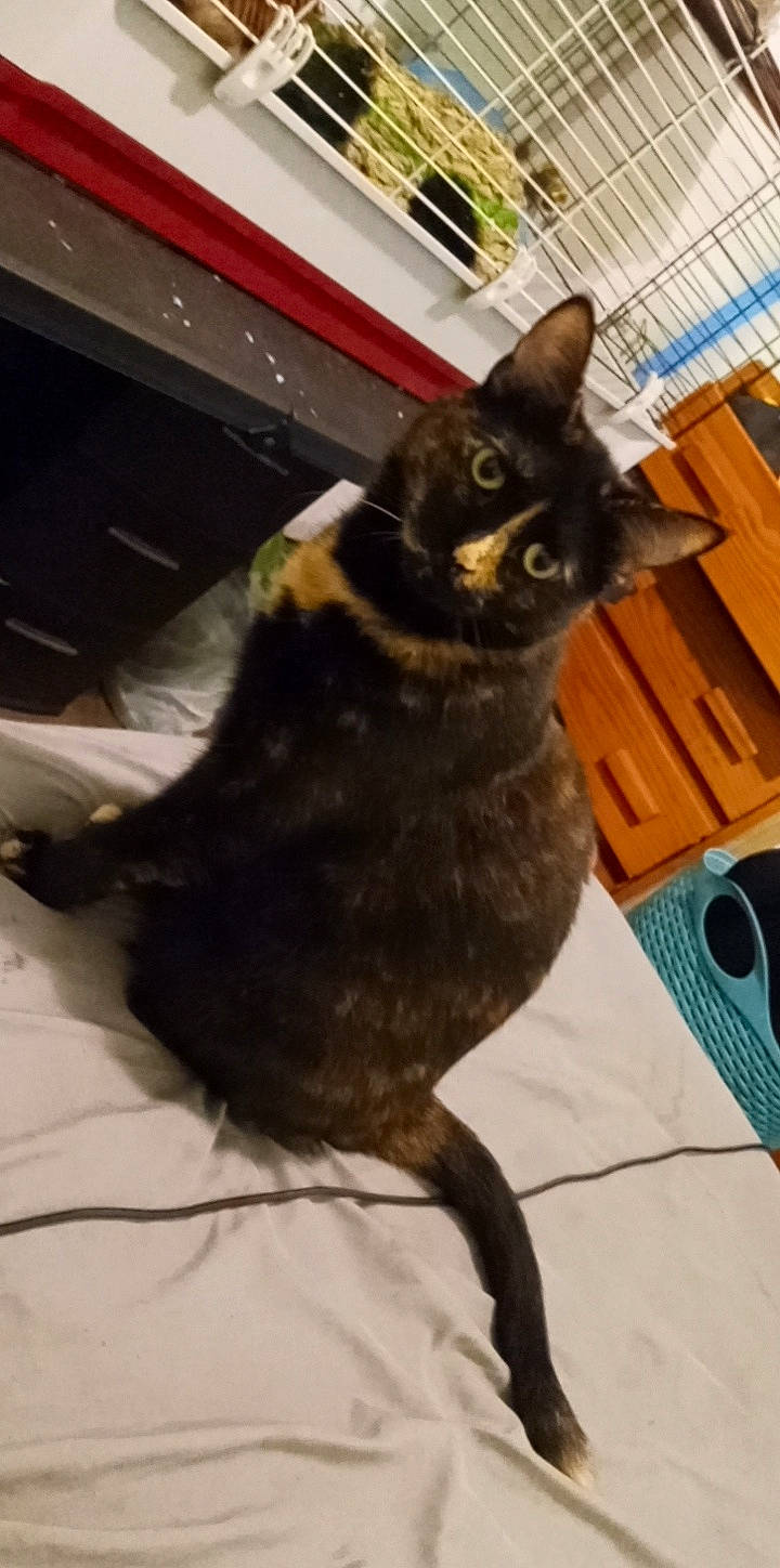 Bell is registered to the contest to win money with this photo: black_cat, bombay, carnivore, cat, chair, claw, comfort, domestic_short_haired_cat, felidae, flooring, fur, metal, small_to_medium_sized_cats, snout, tail, whiskers, window, wood