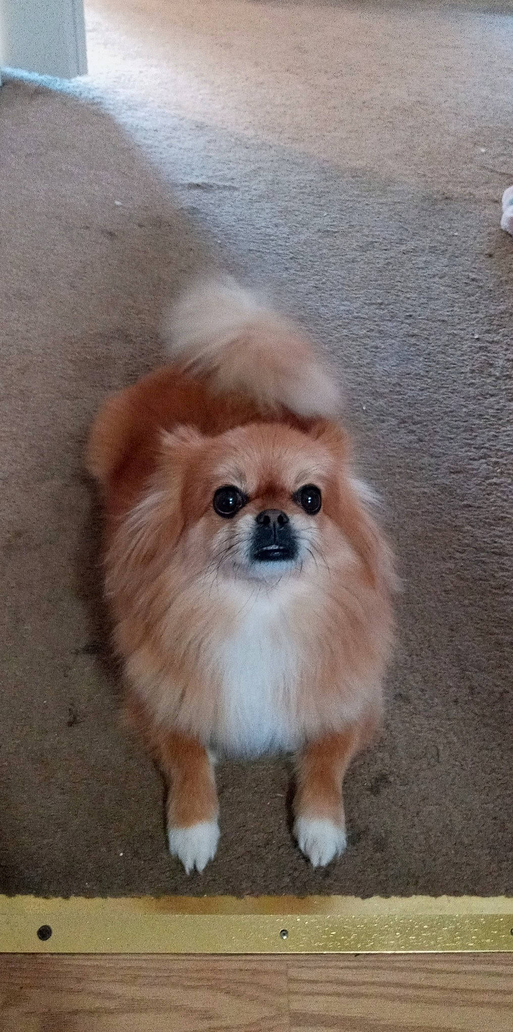 Leo joined the competition — help win amazing prizes! ancient_dog_breeds, canidae, carnivore, companion_dog, dog, dog_breed, fawn, fur, german_spitz, german_spitz_klein, liver, non_sporting_group, snout, sporting_group, terrestrial_animal, toy_dog, volpino_italiano, whiskers, working_animal