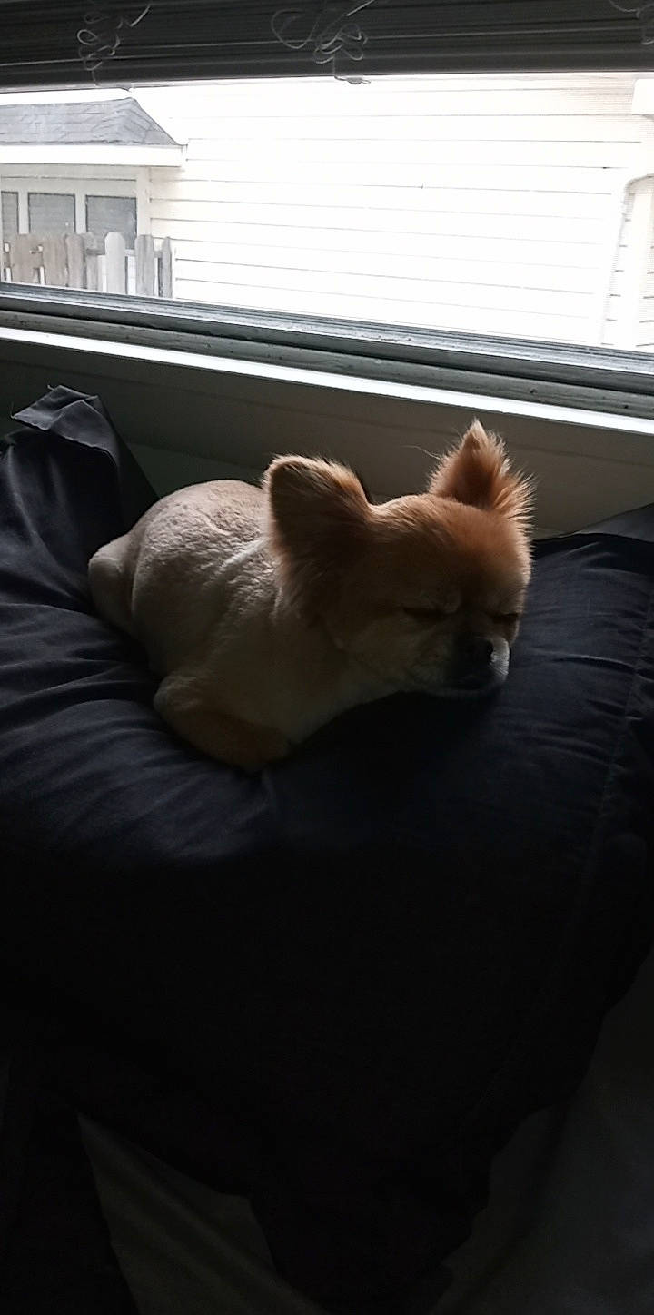 Leo is registered to the contest to win money with this photo: canidae, carnivore, comfort, companion_dog, dog, dog_breed, fawn, felidae, flooring, fur, room, snout, spitz, sporting_group, tail, tints_and_shades, whiskers, window, window_blind, wood