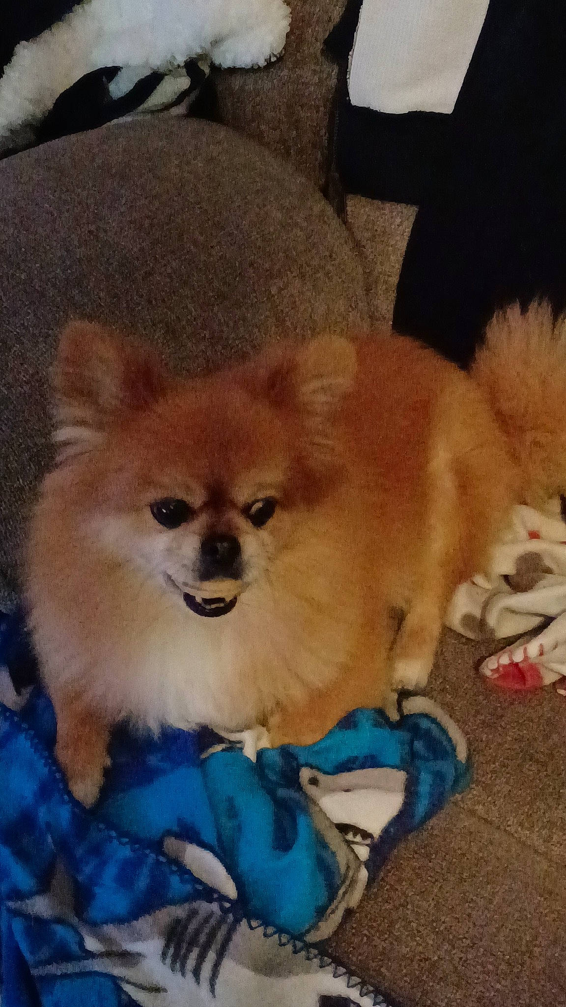 Leo is registered to the contest to win money with this photo: canidae, carnivore, companion_dog, dog, dog_breed, dog_supply, fawn, fur, german_spitz, german_spitz_klein, german_spitz_mittel, pomeranian, sleeper_chair, snout, spitz, sporting_group, toy_dog, volpino_italiano, whiskers, working_animal