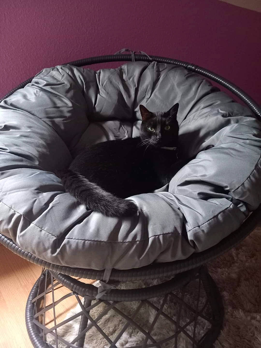 Lola participe au concours pour gagner de l'argent avec cette photo : auto_part, automotive_tire, bean_bag, carnivore, cat, cat_bed, club_chair, comfort, felidae, fur, grey, mammal, metal, recliner, rim, sitting, small_to_medium_sized_cats, tail, terrestrial_animal, whiskers