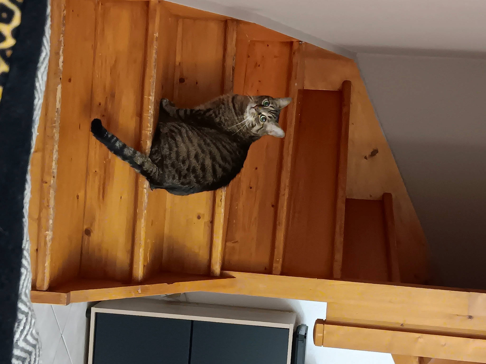 Lola participe au concours pour gagner de l'argent avec cette photo : carnivore, cat, ceiling, chair, comfort, domestic_short_haired_cat, felidae, flooring, grey, hardwood, plywood, rectangle, room, shelf, small_to_medium_sized_cats, tail, whiskers, window, wood, wood_stain