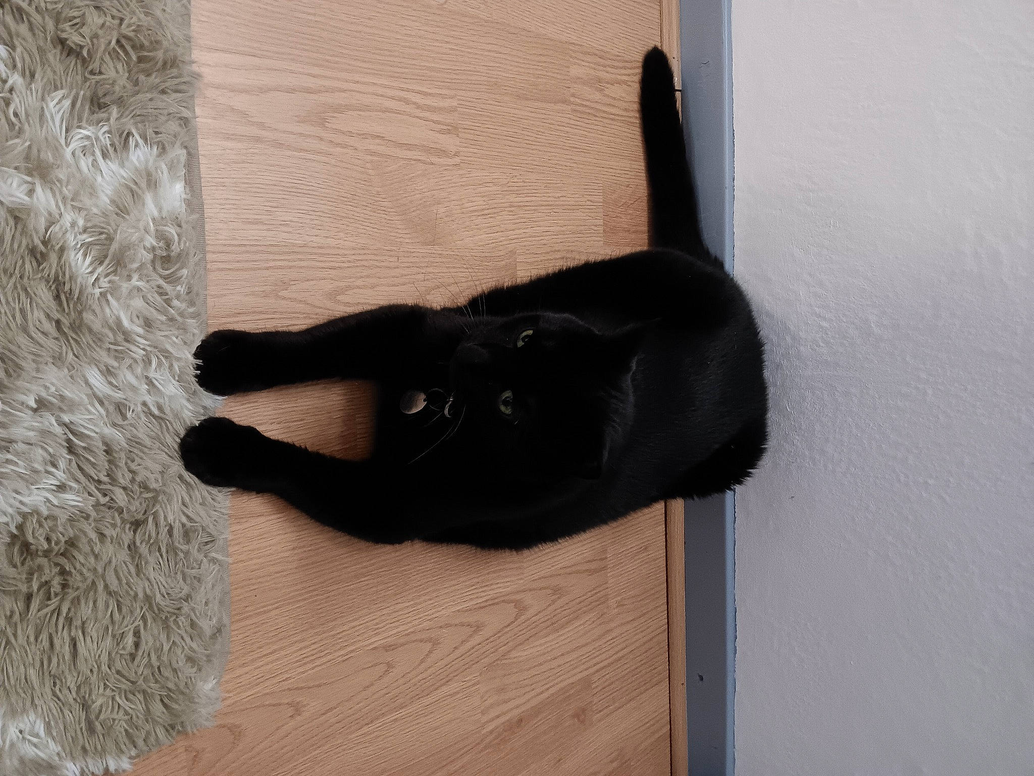 Lunaire a rejoint le concours — aidez-le/la à gagner de superbes lots ! black_cat, bombay, carnivore, cat, claw, comfort, dog_breed, felidae, flooring, fur, hardwood, small_to_medium_sized_cats, snout, sporting_group, tail, terrestrial_animal, wood