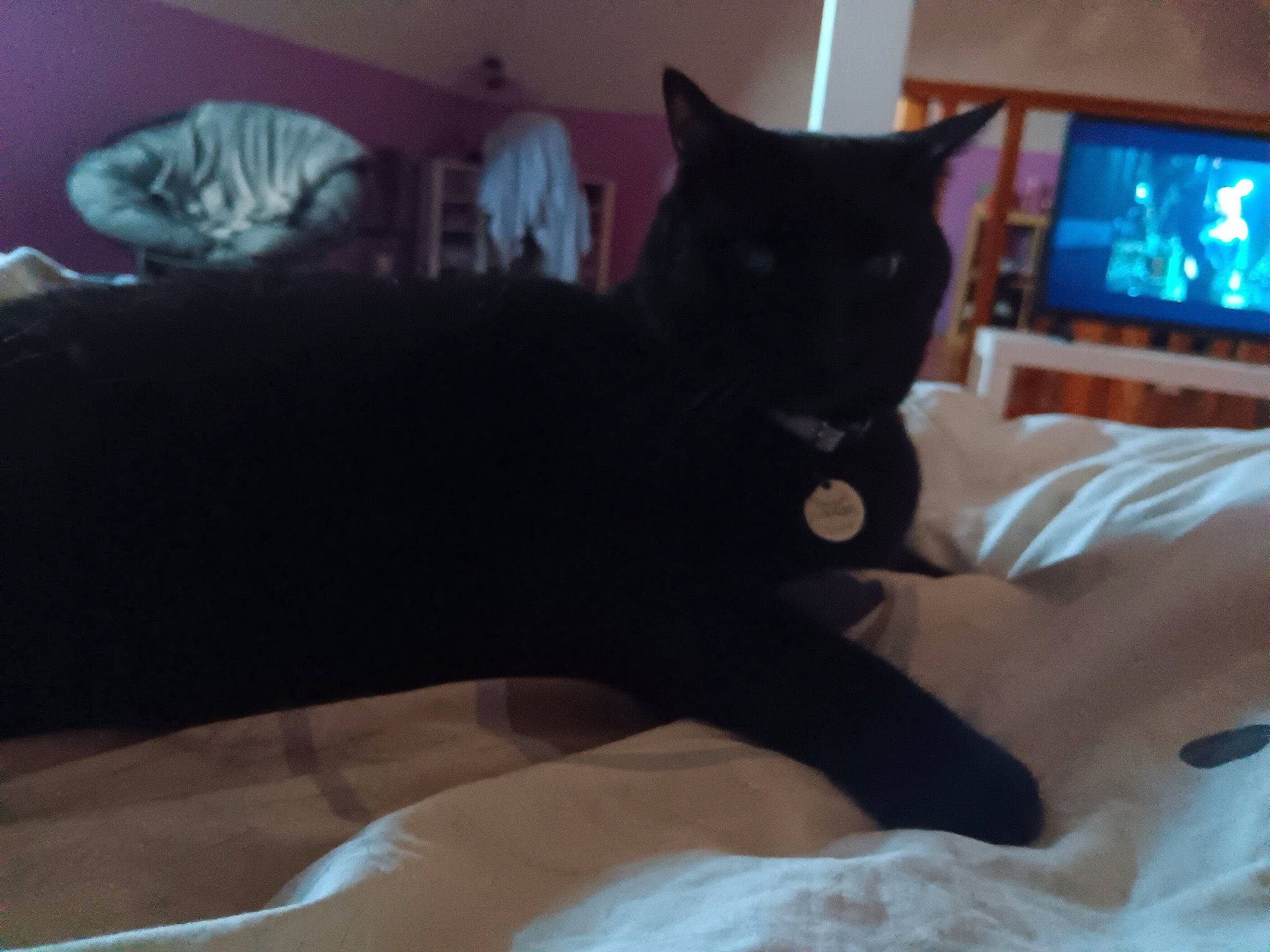 Lunaire participe au concours pour gagner de l'argent avec cette photo : bed, bedding, bedroom, black_cat, carnivore, cat, comfort, computer_keyboard, couch, domestic_short_haired_cat, felidae, fur, grey, human_leg, linens, room, small_to_medium_sized_cats, snout, tail, whiskers