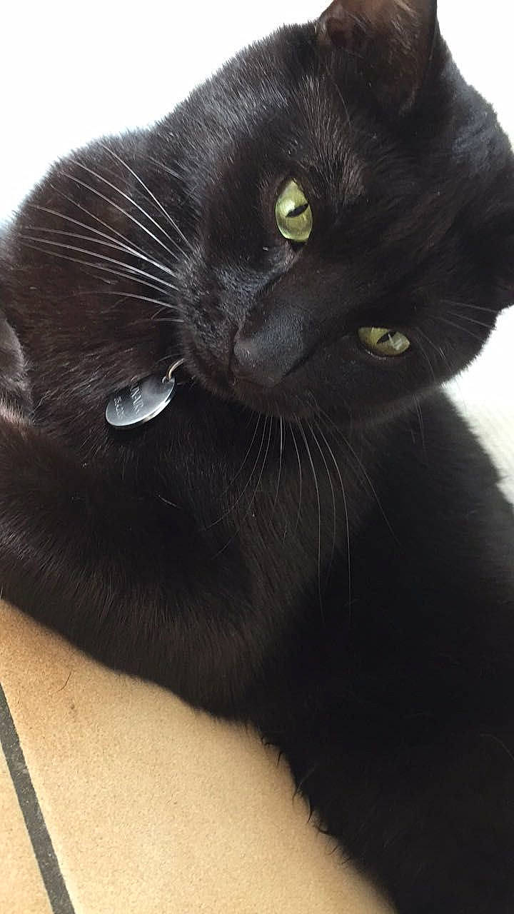 Lunaire participe au concours pour gagner de l'argent avec cette photo : black_cat, bombay, carnivore, cat, domestic_short_haired_cat, felidae, fur, mammal, plant, small_to_medium_sized_cats, snout, whiskers