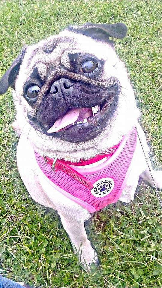Dollie is registered to the contest to win money with this photo: ancient_dog_breeds, canidae, carnivore, companion_dog, dog, dog_breed, dog_clothes, dog_supply, fawn, grass, mammal, pink, pug, snout, toy_dog
