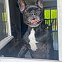 Nila a rejoint le concours — aidez-le/la à gagner de superbes lots ! dog, black_dog, white_patch, tongue_out, window, indoor, smiling, pet, animal, face, ears, light, shadow, home, furniture, glass, reflection, happy, cute, portrait