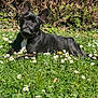 Nila a rejoint le concours — aidez-le/la à gagner de superbes lots ! dog, black_dog, outdoor, grass, flowers, daisies, sunlight, nature, relaxed, pet, canine, garden, greenery, summer, animal, mammal, lying_down, sunny, ear, collar