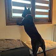 Nila participe au concours pour gagner de l'argent avec cette photo : dog, black_dog, bed, blanket, window, blinds, indoor, pet, curious, collar, furniture, home, wall, radiator, resting_place, domestic_animal, standing, looking_out, daylight, cozy