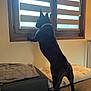 dog, black_dog, bed, blanket, window, blinds, indoor, pet, curious, collar, furniture, home, wall, radiator, resting_place, domestic_animal, standing, looking_out, daylight, cozy