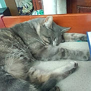 Tigger is registered to the contest to win money with this photo: cat, tabby, sleeping, bed, furniture, cozy, indoor, paw, gray, fur, domestic_animal, pet, resting, cute, animal, feline, home, relaxed, soft, whiskers