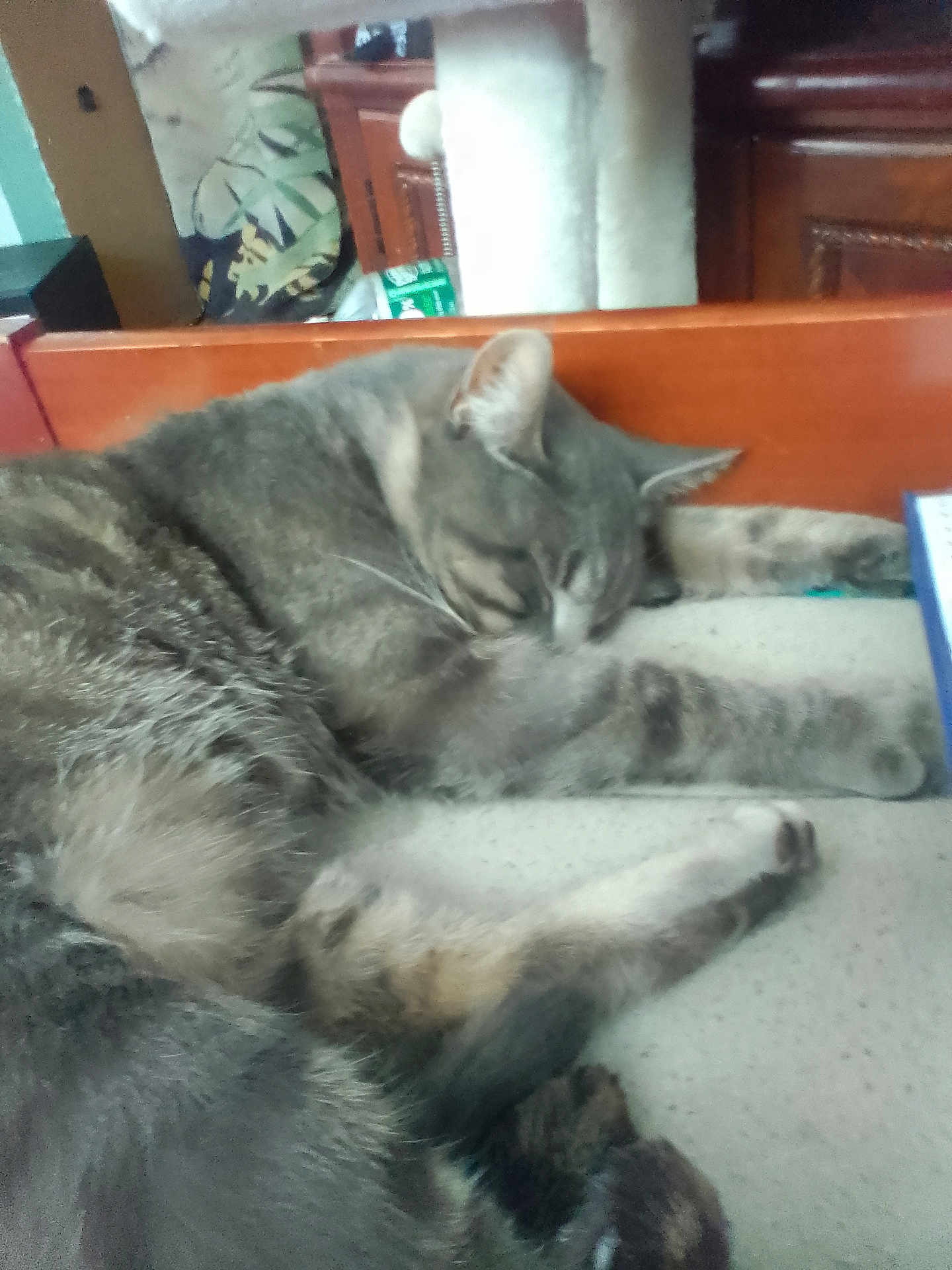 Tigger is registered to the contest to win money with this photo: cat, tabby, sleeping, bed, furniture, cozy, indoor, paw, gray, fur, domestic_animal, pet, resting, cute, animal, feline, home, relaxed, soft, whiskers