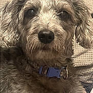Genie joined the competition — help win amazing prizes! dog, pet, close_up, curly_fur, collar, couch, indoor, resting, animal, fur, face, ears, brown, beige, texture, cute, canine, domestic_animal, portrait, looking