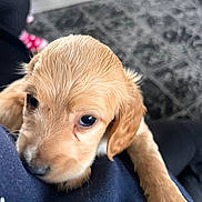 Tommy is registered to the contest to win money with this photo: puppy, dog, close_up, indoor, floor, rug, paw, fur, cute, young, animal, pet, resting, looking, person, shirt, navy_blue, cozy, soft_focus, adorable