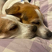 Poppy And Silver is registered to the contest to win money with this photo: dog, sleeping, snuggling, closeup, bed, blanket, beagle, fur, resting, pets, animal, cute, cozy, face, noses, companion, friendship, relaxation, indoors, warmth