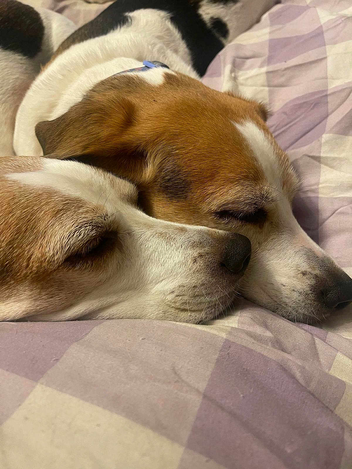 Poppy And Silver is registered to the contest to win money with this photo: dog, sleeping, snuggling, closeup, bed, blanket, beagle, fur, resting, pets, animal, cute, cozy, face, noses, companion, friendship, relaxation, indoors, warmth
