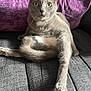 Daisy is registered to the contest to win money with this photo: alert, animal, cat, close_up, couch, domestic_animal, feline, fur, gray_cat, heterochromia, home, indoor, paw, pet, portrait, purple_pillow, relaxed, sitting, stretching, whiskers