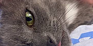 Daisy is registered to the contest to win money with this photo: animal, blue, cat, close_up, companion, cute, domestic_cat, fabric, fur, gray_cat, green_eyes, hand, indoor, mammal, pet, relaxed, sleepy, tongue_out, whiskers, white