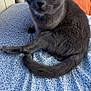 Daisy joined the competition — help win amazing prizes! animal, bedroom, bedspread, blanket, cat, close_up, cozy, curious, domestic, ears, feline, floral_pattern, fur, gray_cat, green_eyes, indoor, pet, sitting, tail, whiskers