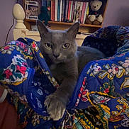 Daisy joined the competition — help win amazing prizes! animal, bag, books, bookshelf, cat, colorful, cozy, domestic_animal, fabric, floral_pattern, furniture, gray_cat, indoor, keychain, living_room, paw, pet, resting, sitting, television