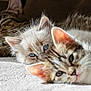 kitten, cat, feline, pet, animal, tabby, fluffy, blue_eyes, lying_down, carpet, close_up, domestic_cat, cute, fur, whiskers, resting, young, indoor, three_kittens, relaxed