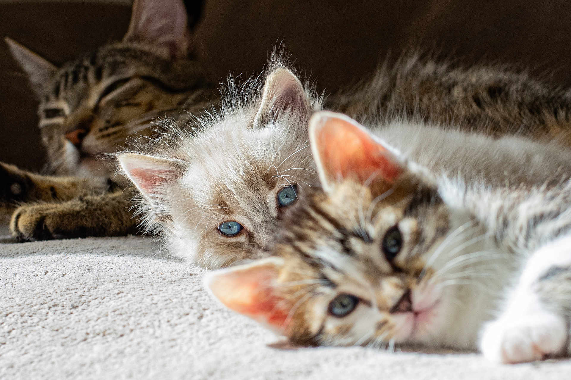 Maroilles a rejoint le concours — aidez-le/la à gagner de superbes lots ! kitten, cat, feline, pet, animal, tabby, fluffy, blue_eyes, lying_down, carpet, close_up, domestic_cat, cute, fur, whiskers, resting, young, indoor, three_kittens, relaxed