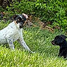 Lil Man is registered to the contest to win money with this photo: animal, black_and_white, brown, canine, cute, dog, fur, garden, grass, greenery, leafy, mammal, nature, outdoor, pet, playful, puppy, sunlight, two, young