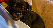 Lil Man is registered to the contest to win money with this photo: animal, black_dog, brown_markings, companion, couch, cozy, cute, dog, home, indoor, lap, looking_up, person, pet, puppy, relaxed, resting, small_dog, soft_lighting, towel