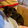 puppy, dog, small_dog, black_dog, brown_markings, pet, lap, person, couch, towel, indoor, cozy, resting, cute, looking_up, animal, companion, soft_lighting, relaxed, home