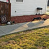 Lil Man is registered to the contest to win money with this photo: dog, dogs, playing, chasing, backyard, sidewalk, grass, deck, wooden_deck, garden_gnome, sign, sunlight, shadow, outdoor, pets, animal, black_dog, white_and_black_dog, concrete, house_wall