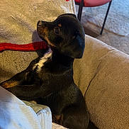 Lil Man is registered to the contest to win money with this photo: animal, arm, beige_couch, black_dog, carpet, couch, cozy, curious, cute, dog, fur, home, indoor, person, pet, puppy, red_chair, side_view, sitting, small_dog