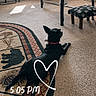 black_dog, carpet, chair, collar, cozy, decor, dog, floor, footstool, furniture, glass_table, heart_overlay, indoor, living_room, pet, rug, sunlight, table, time_overlay, window