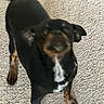 animal, background, black_dog, blurry, brown_dog, canine, carpet, collar, dog, domestic_animal, ears, floor, four_legs, fur, indoor, motion, pet, snout, standing, tail