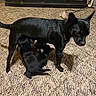 animal, black_dog, cabinet, canine, carpet, cute, dog, domestic, family, floor, fur, home, indoor, mammal, mother_dog, nursing, pet, puppies, small_puppies, toy