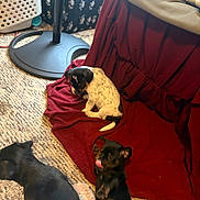 Taryn Rollins is registered to the contest to win money with this photo: animal, black_dog, blanket, canine, carpet, chair, cozy, cute, dog, domestic, floor, furniture, indoor, pet, playful, puppy, red_blanket, resting, spotted_dog, young_dog