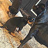 Taryn Rollins joined the competition — help win amazing prizes! animal, black_dog, black_fur, brown_fur, canine, carpet, cushion, cute, dog, door, exploring, family, floor, furniture, home, indoor, pet, puppies, puppy, resting