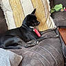 alert, black_dog, brown_floor, calm, collar, compact_dog, couch, cozy, dog, domestic_animal, furniture, indoor, living_room, pet, pillow, relaxing, resting, side_view, stretching, textured_pillow