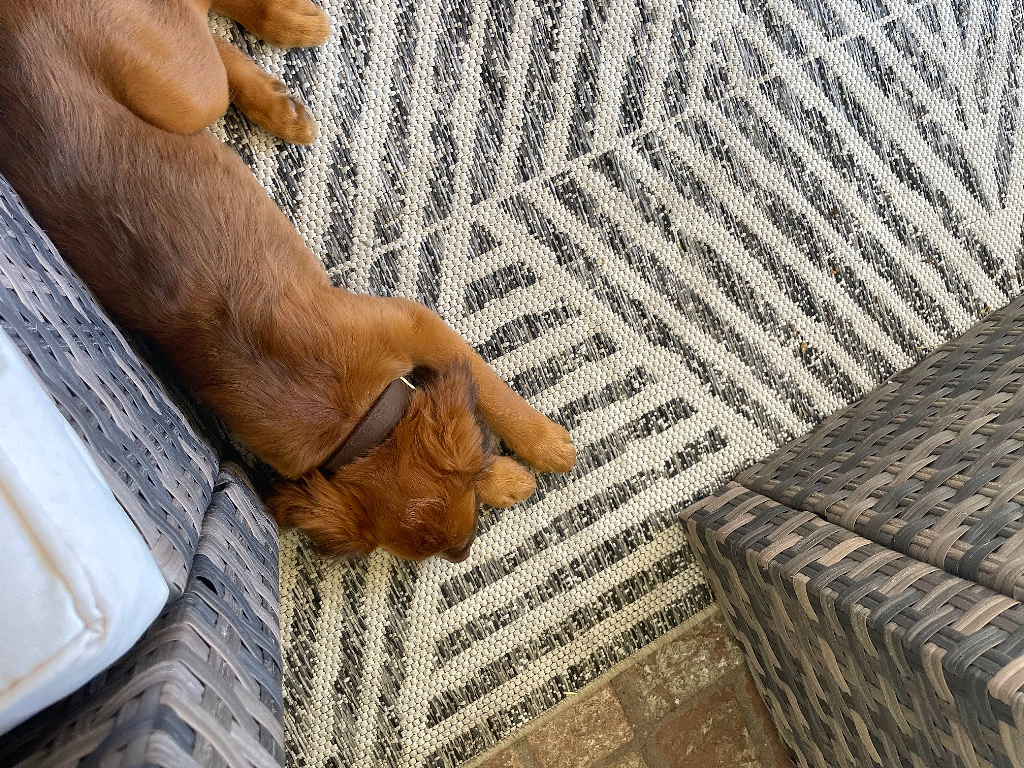 Wall-e joined the competition — help win amazing prizes! adaptation, barefoot, brick, comfort, fawn, finger, floor, flooring, foot, grass, hardwood, human_leg, nail, pattern, sitting, soil, vertebrate, wood, wrinkle, wrist