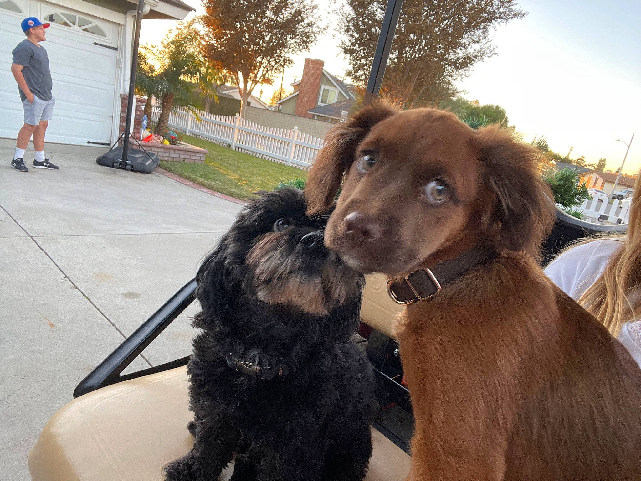 Wall-e is registered to the contest to win money with this photo: asphalt, canidae, carnivore, collar, companion_dog, dog, dog_breed, dog_collar, fawn, fun, fur, gun_dog, liver, plant, shorts, sky, sporting_group, tree, working_animal, working_dog