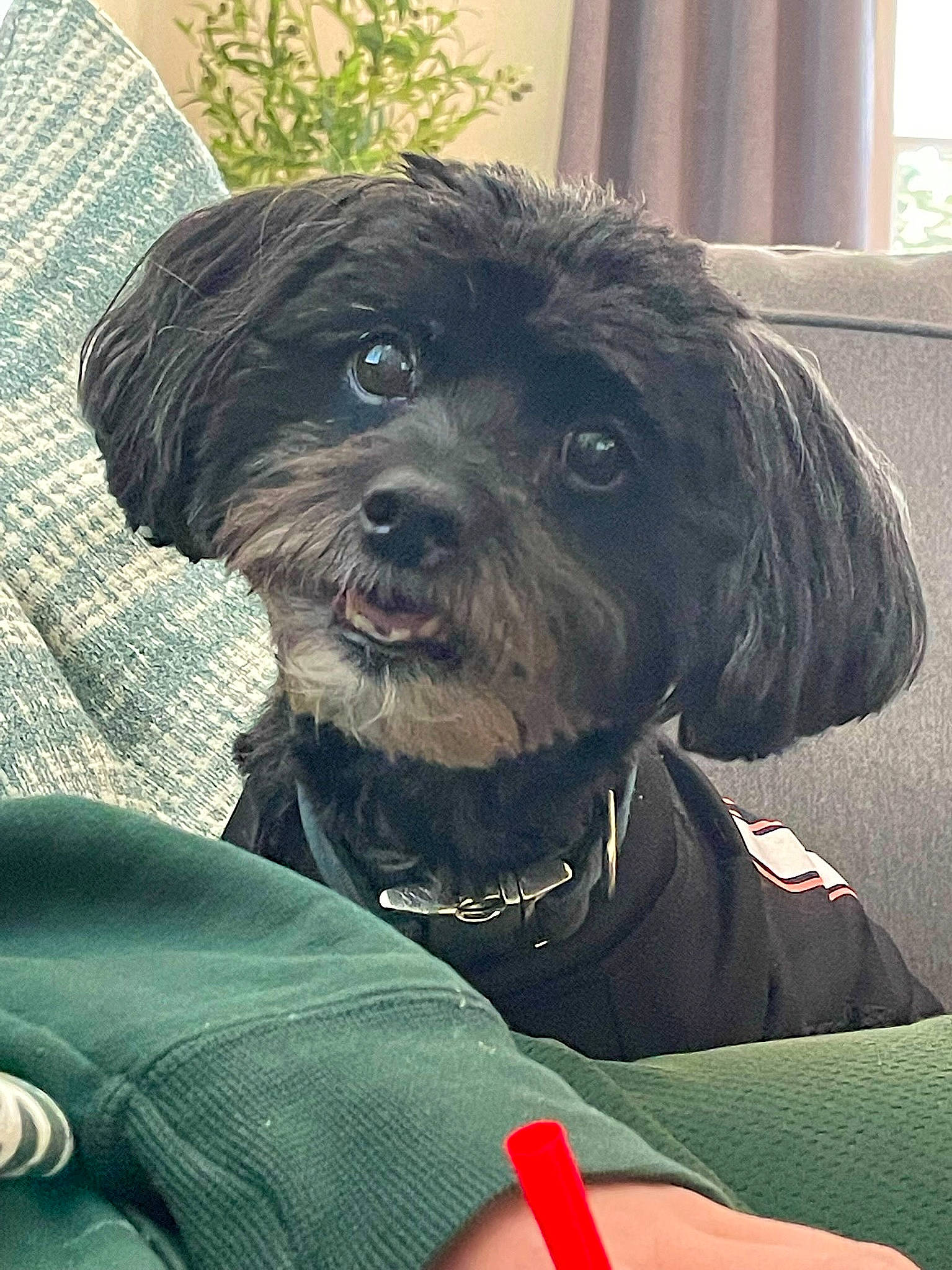 Wall-e joined the competition — help win amazing prizes! automotive_tire, canidae, carnivore, collar, comfort, companion_dog, dog, dog_breed, dog_collar, dog_supply, fur, liver, maltepoo, puppy_love, small_terrier, snout, sporting_group, terrier, toy_dog, working_animal