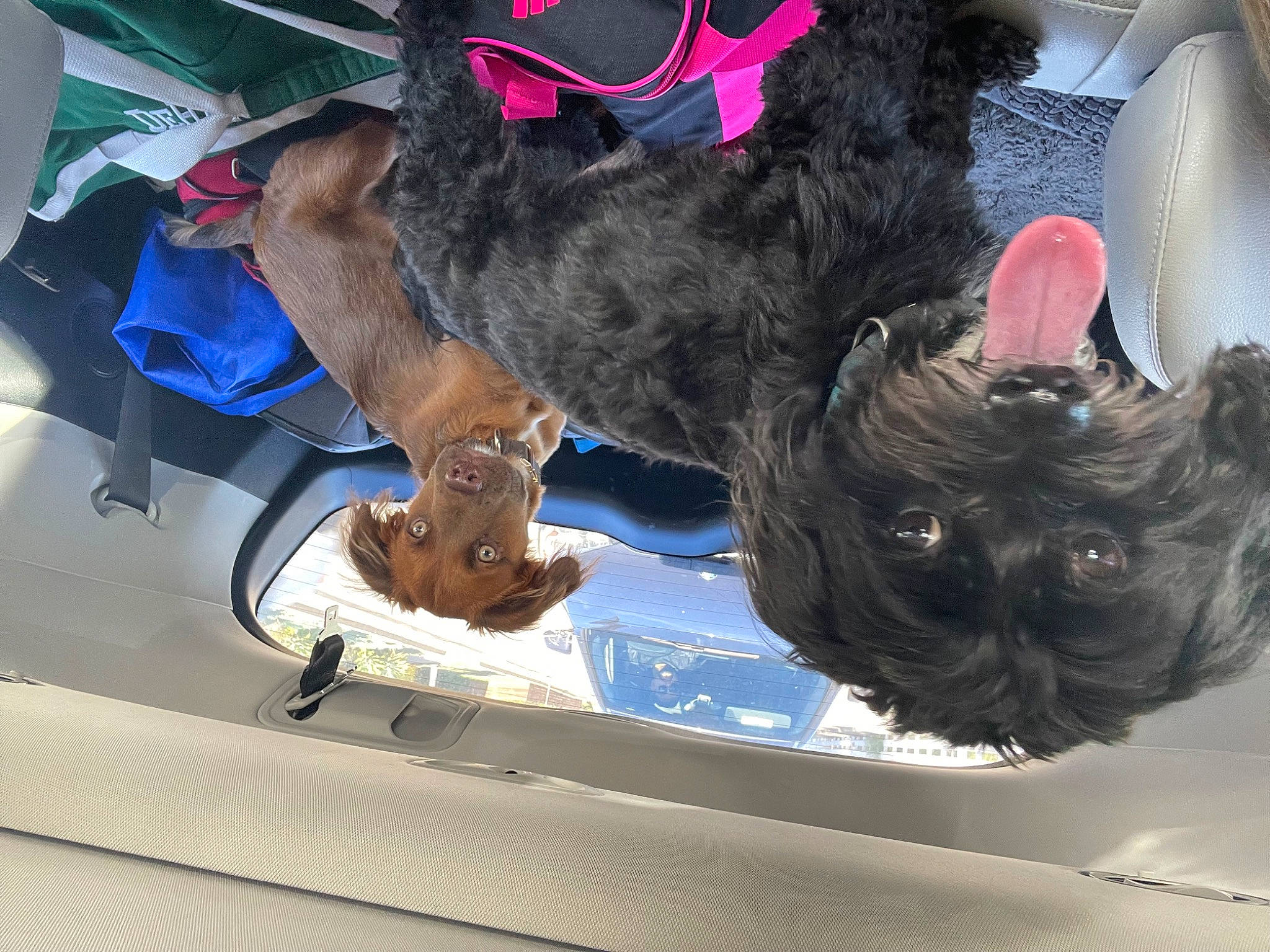 Wall-e is registered to the contest to win money with this photo: auto_part, automotive_exterior, carnivore, collar, companion_dog, dog, dog_breed, dog_collar, dog_supply, electric_blue, fur, liver, pet_supply, sporting_group, tail, vehicle, vehicle_door, water_dog, windshield, working_animal