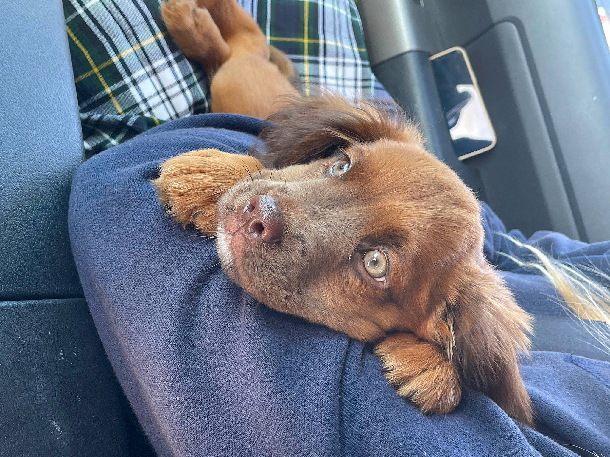 Snickers is registered to the contest to win money with this photo: canidae, carnivore, comfort, companion_dog, dog, dog_breed, fawn, fur, gun_dog, liver, plaid, pointing_breed, retriever, spaniel, sporting_group, tartan, vehicle_door, whiskers, working_animal, wrinkle