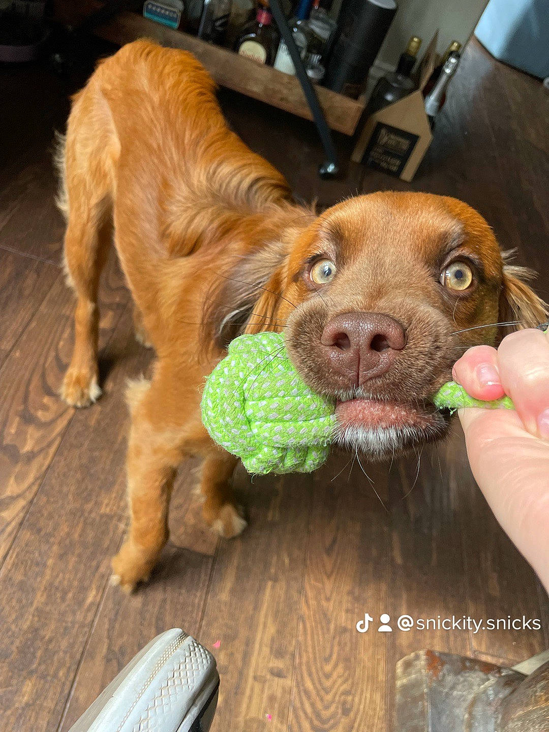 Snickers is registered to the contest to win money with this photo: canidae, carnivore, collar, companion_dog, dog, dog_breed, dog_collar, dog_supply, fawn, fur, gun_dog, liver, pet_supply, snout, spaniel, sporting_group, tennis_ball, whiskers, wood, working_animal