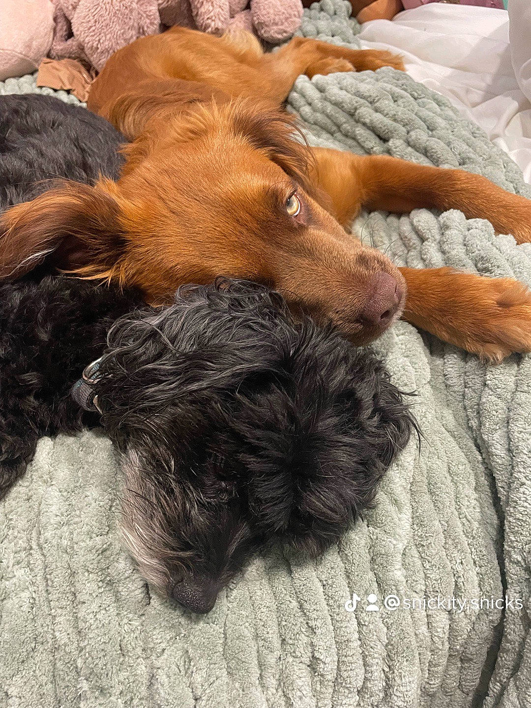 Snickers is registered to the contest to win money with this photo: canidae, carnivore, comfort, companion_dog, dog, dog_breed, dog_supply, fawn, fur, liver, nap, puppy, snout, sporting_group, tail, terrestrial_animal, terrier, wood, wool, working_animal